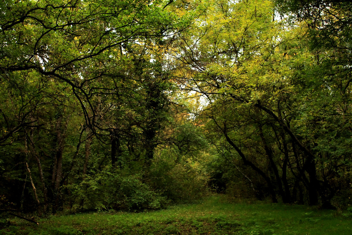 Чудо Лес - Наталья Агрикова