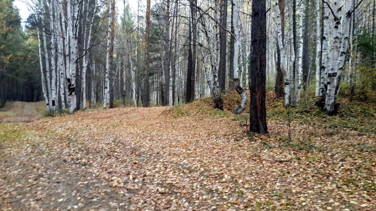 Осенний лес - Наталья Тимофеева