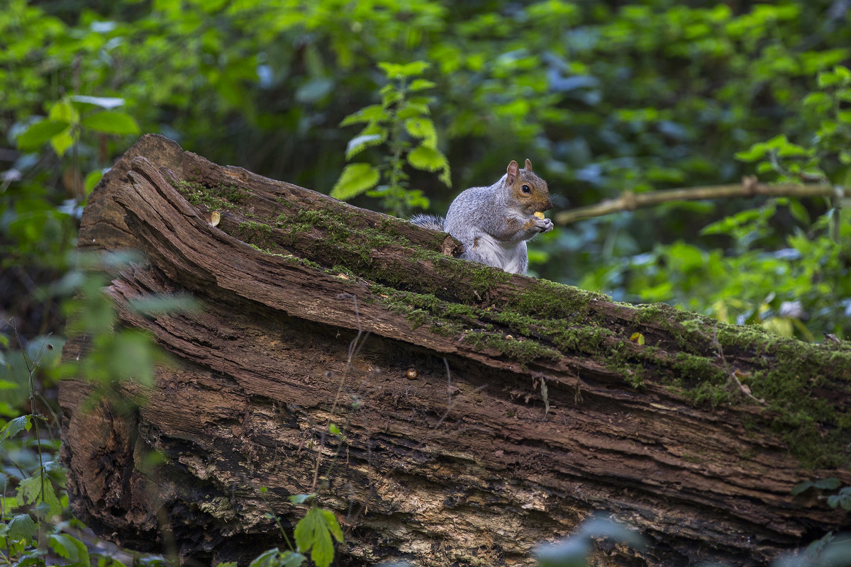 Squirrel - Vitaliy Turovskyy