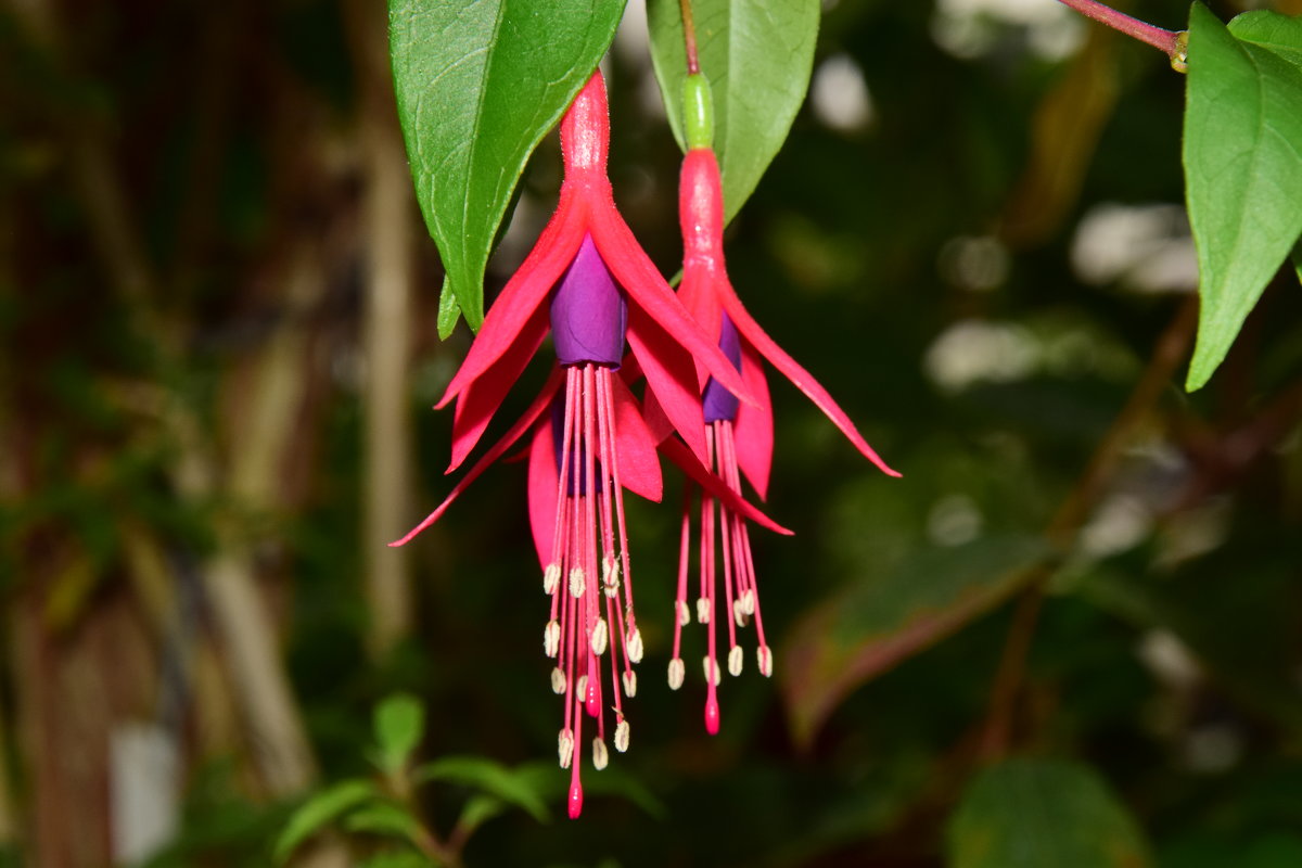 В теплице - Bort037 