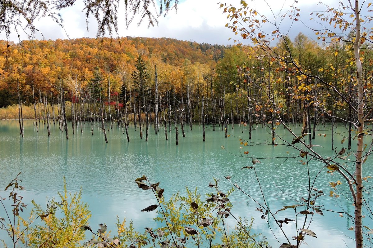 Япония. Хоккайдо, Голубой пруд Биэй (Blue Pond Biei) - Tatiana Belyatskaya