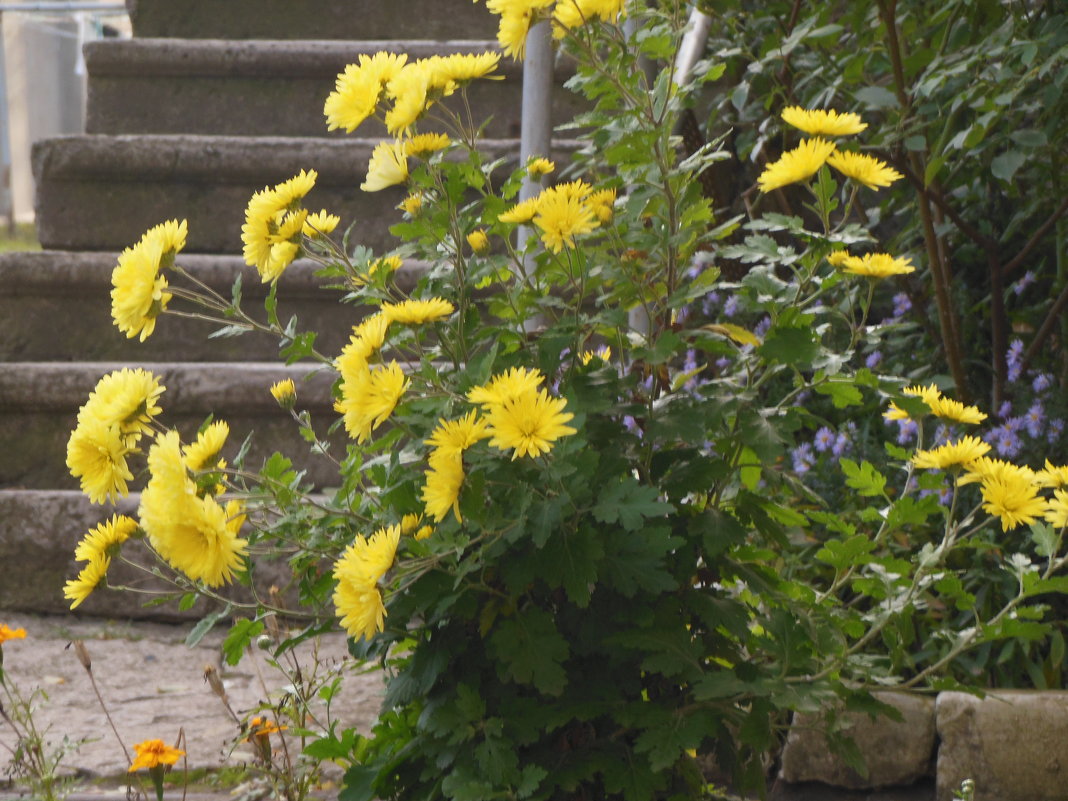 Последние, осенние... - Танцюра Татьяна Последние, осенние... - Танцюра Татьяна