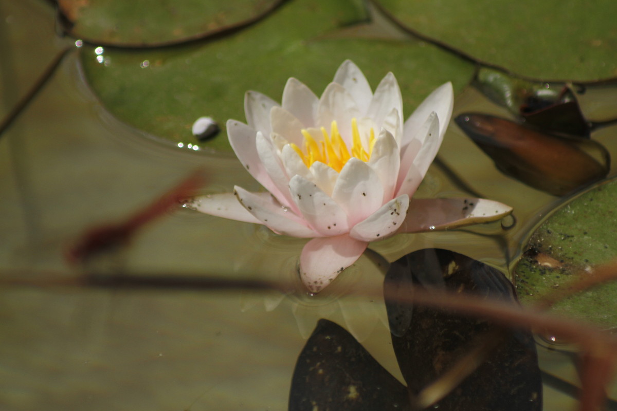 Кувшинка - esadesign Егерев