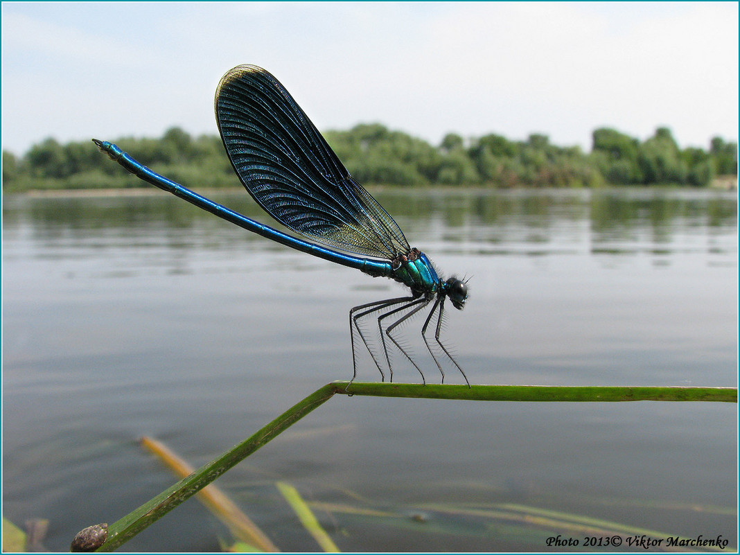 Calopteryx splendens- синяя красавка - Виктор Марченко