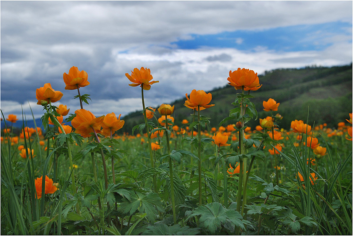 Оранжевое царство - Владимир Тюменцев