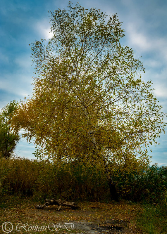 Березка - Роман Воронежский