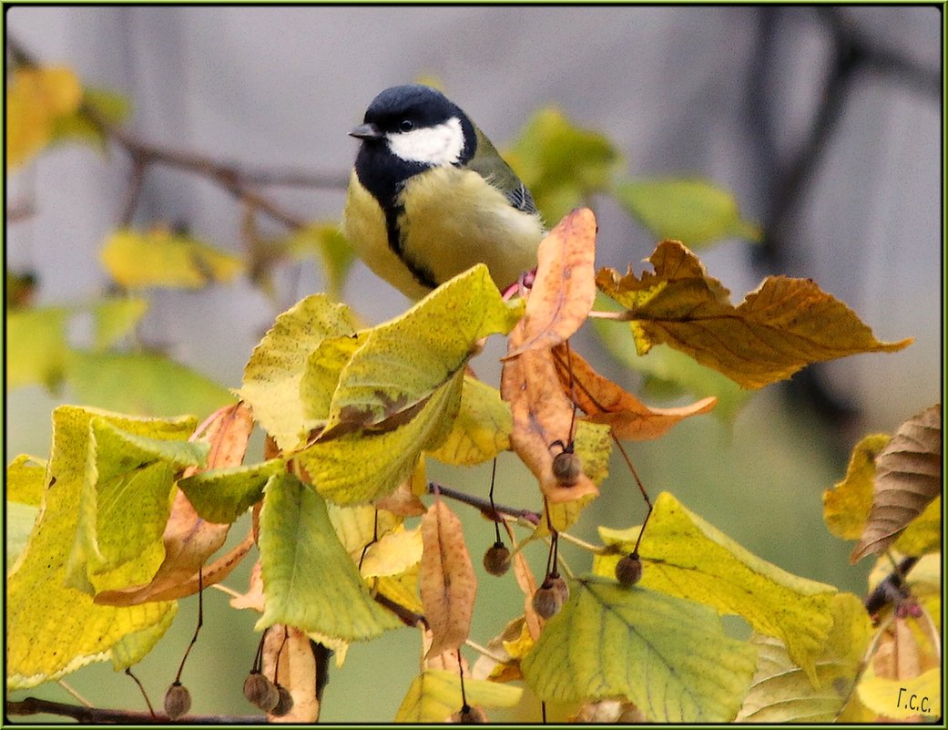 *** - Сергей Гончаров
