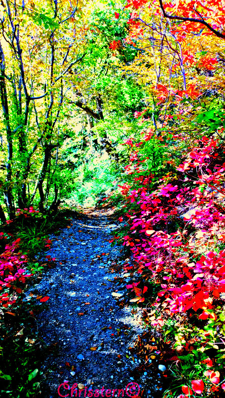 Сказочный лес - Chrisstern Lynnik