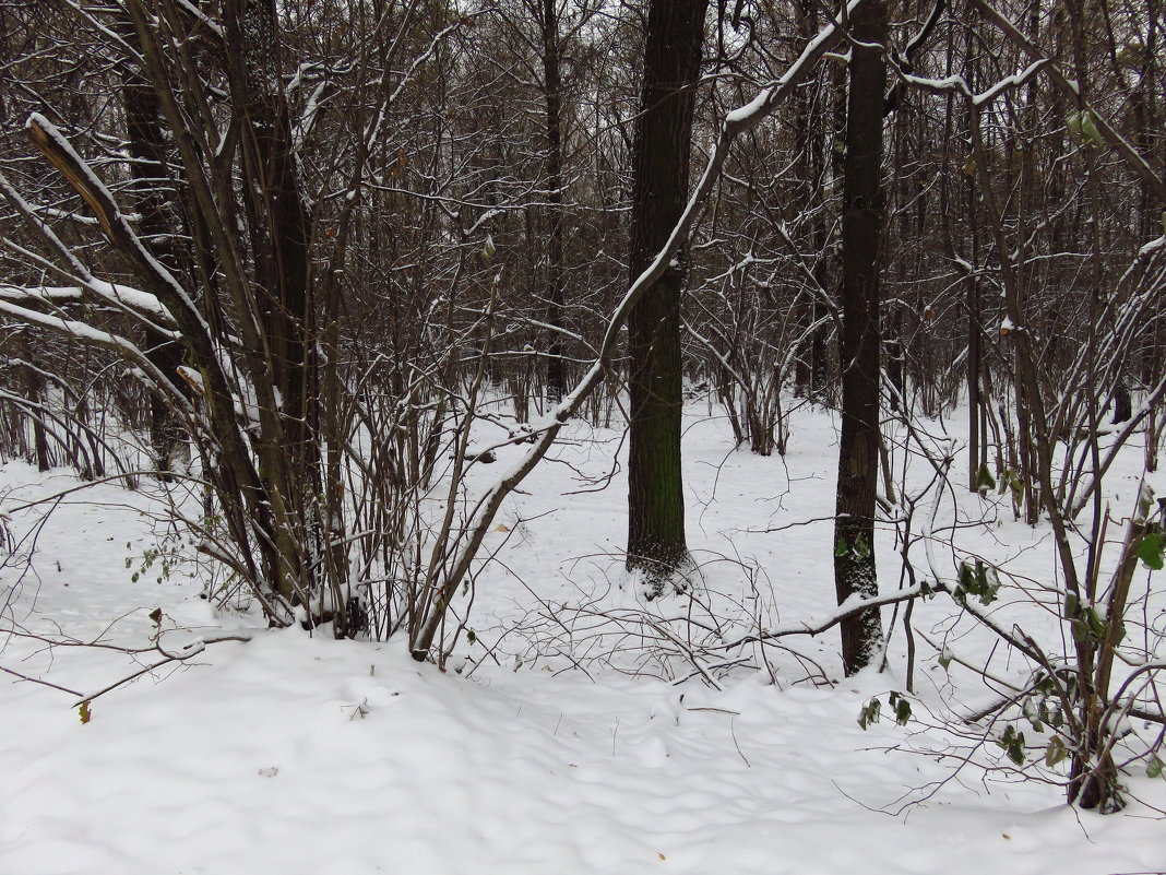 Зима? - В ноябре вряд ли окончательная - Андрей Лукьянов Зима? - В ноябре вряд ли окончательная - Андрей Лукьянов