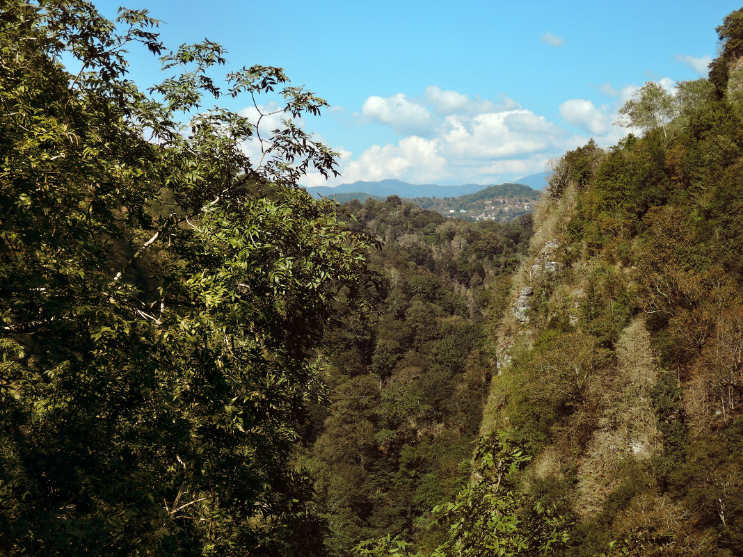 Тисо-самшитовая роща (Сочи) - Денис Масленников Тисо-самшитовая роща (Сочи) - Денис Масленников