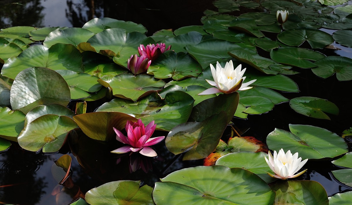 Всё тот же пруд. - Leonid Volodko