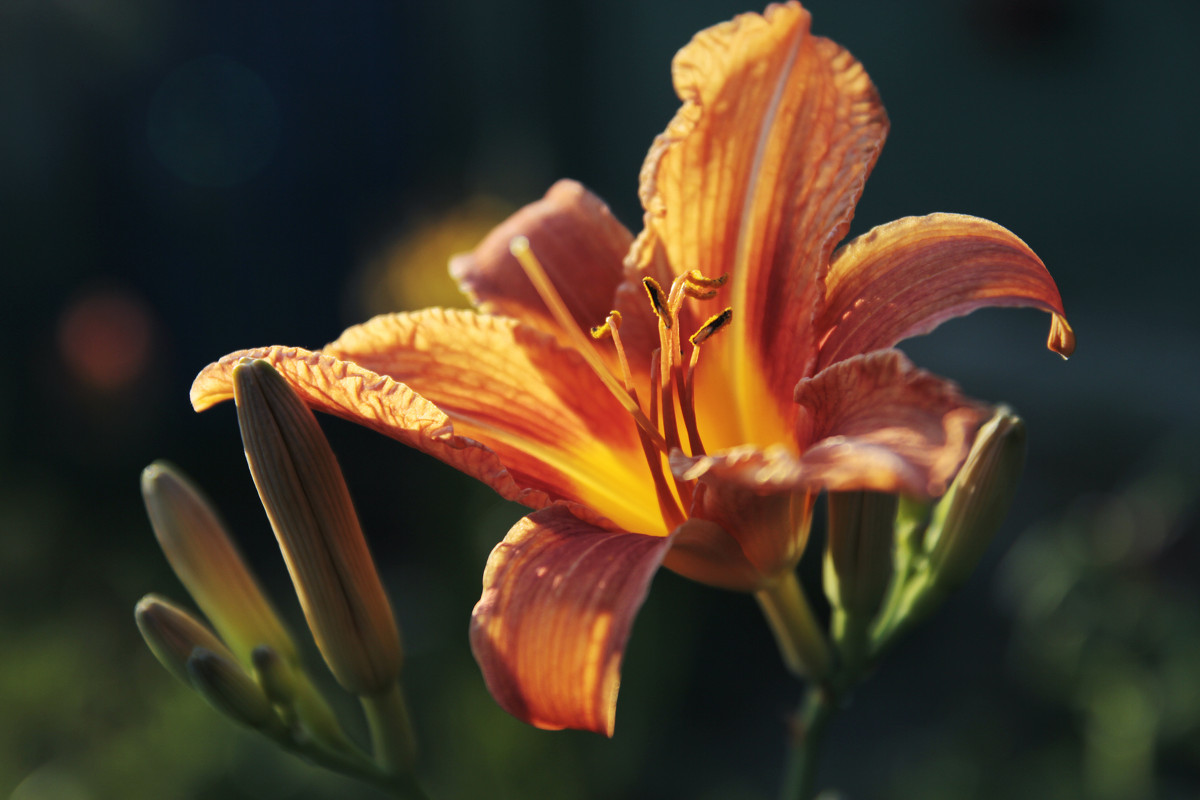 солнечный цветок - Дашка Сергевна солнечный цветок - Дашка Сергевна