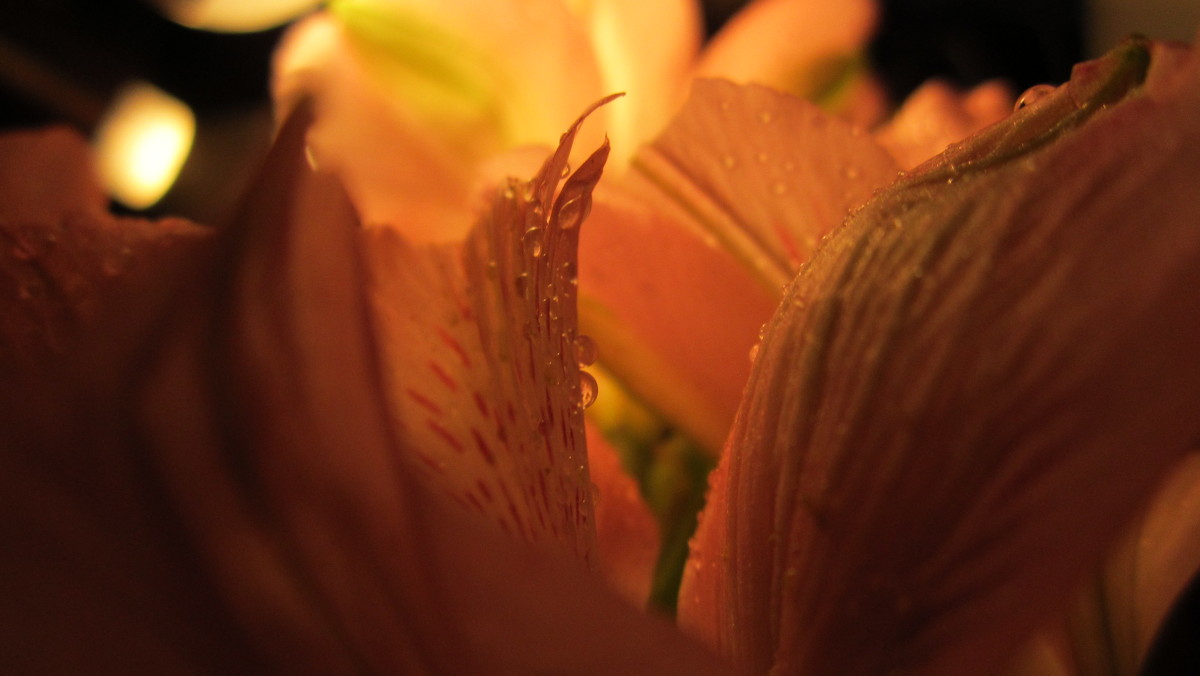 Лепестки - Coфья Юзова