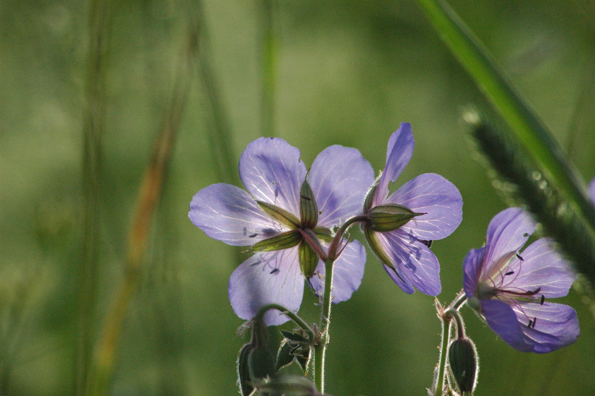 Лето. Детство. Ностальгия. - Натали V