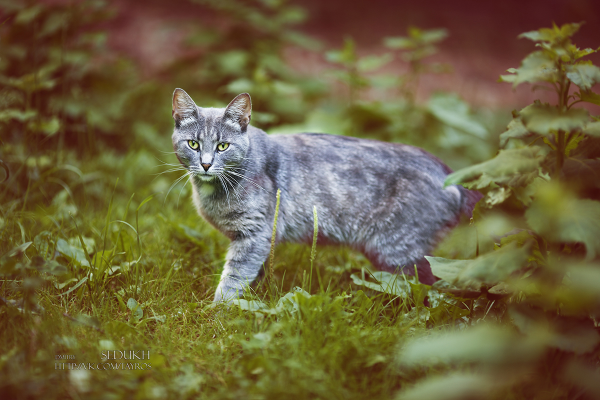 осторожна жизнь кота - Дмитрий Седых