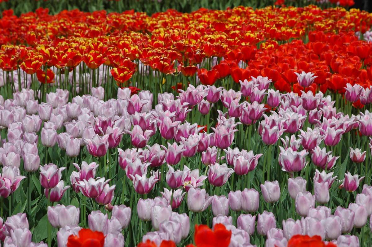 Тюльпаны - Натали V