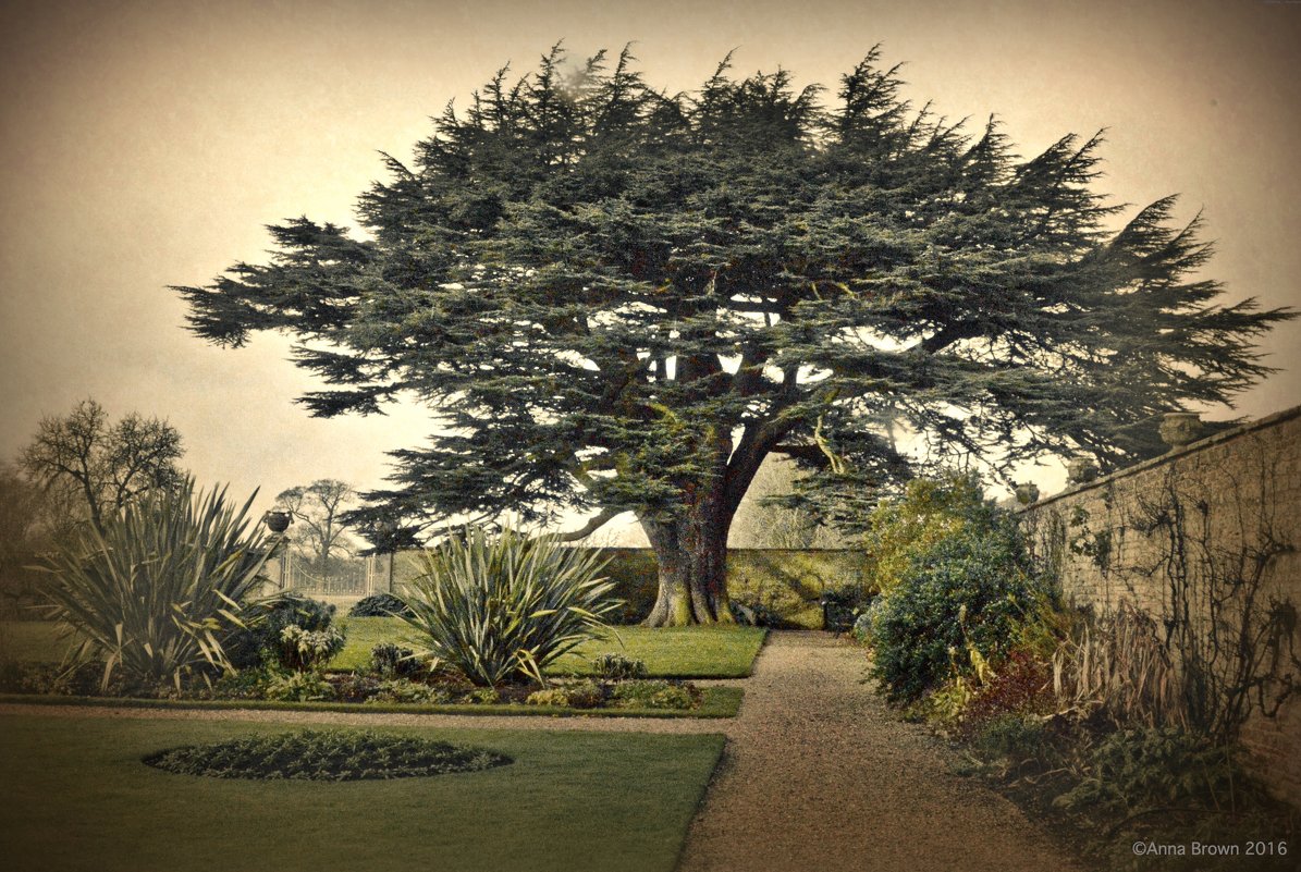 Canons Ashby - Анна Браун 