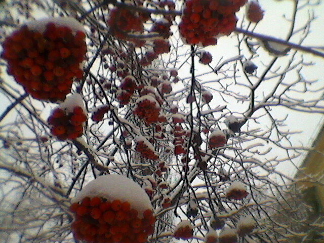 Зима - Миша Любчик