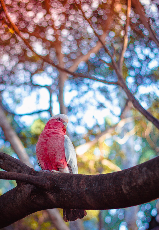 Pink kakadu - Pavel Nazarenko