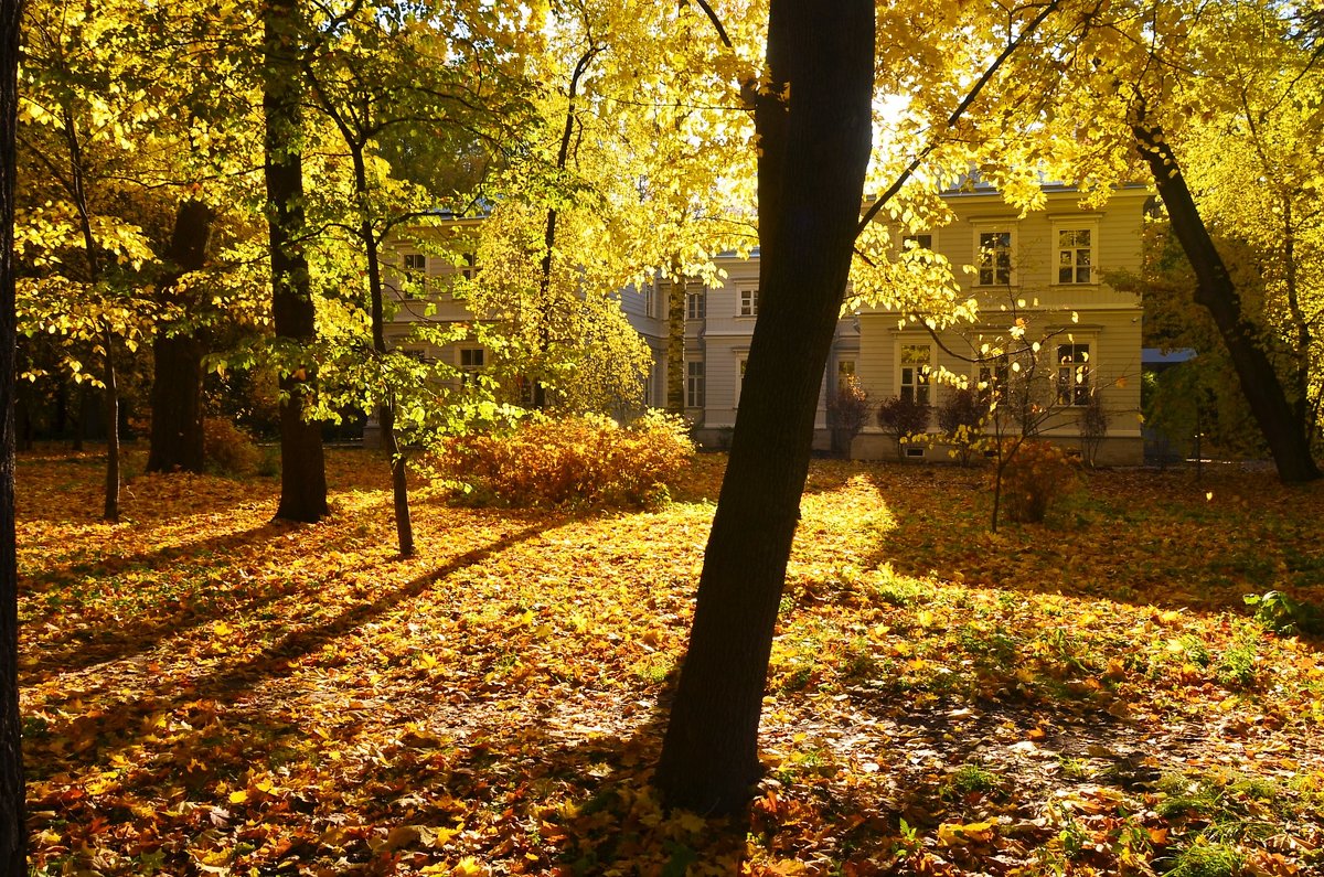 Листопад в Елагин парке... - Sergey Gordoff Листопад в Елагин парке... - Sergey Gordoff