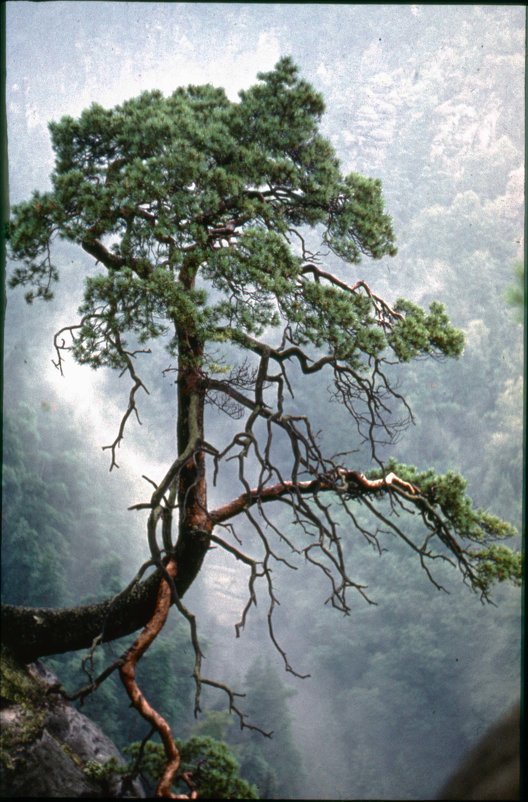 Саксонская Швейцария - Игорь Пилатович Саксонская Швейцария - Игорь Пилатович