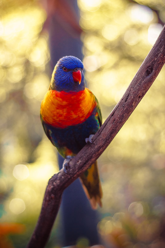 Rainbow lorikeet - Pavel Nazarenko