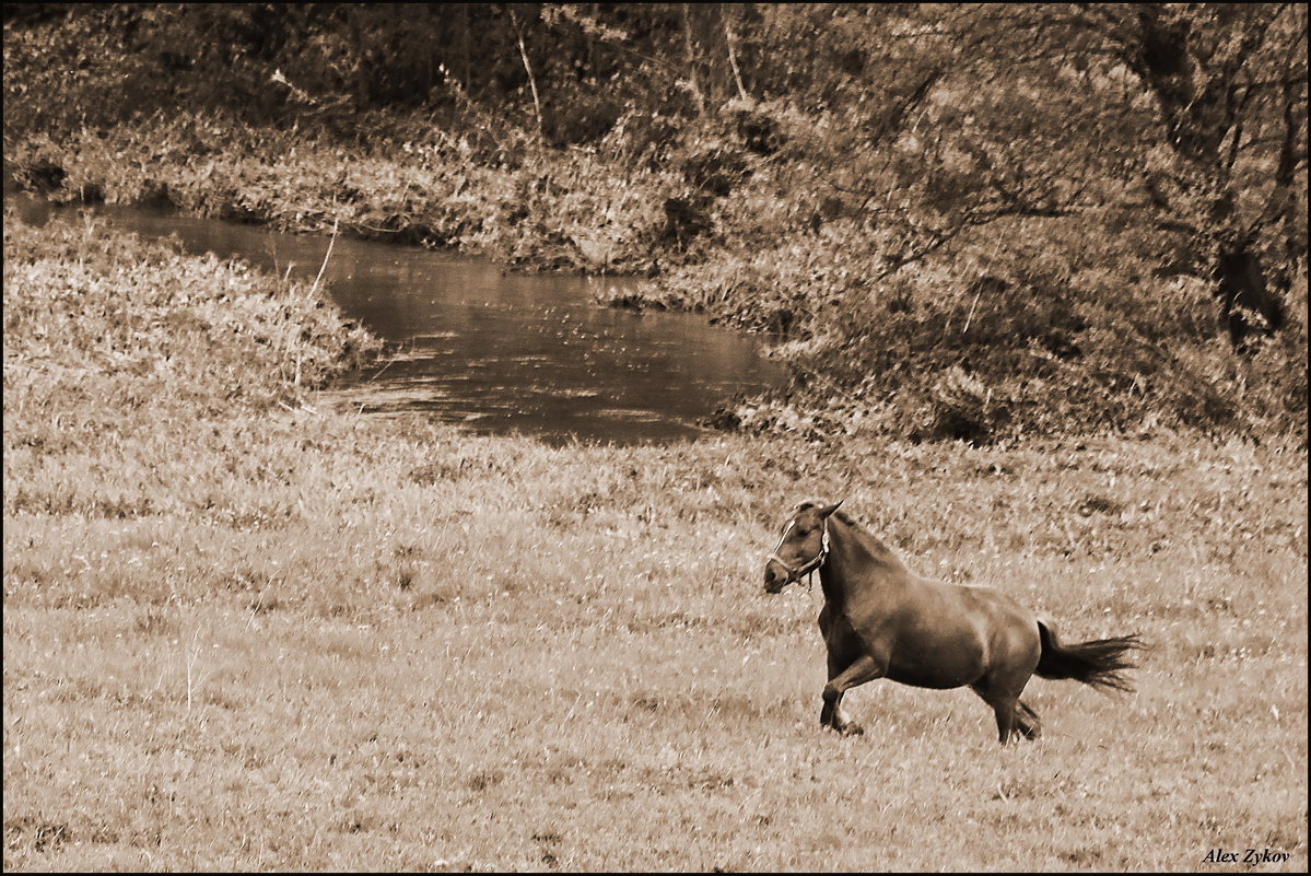 Бег Иноходца - Alexandr Zykov 