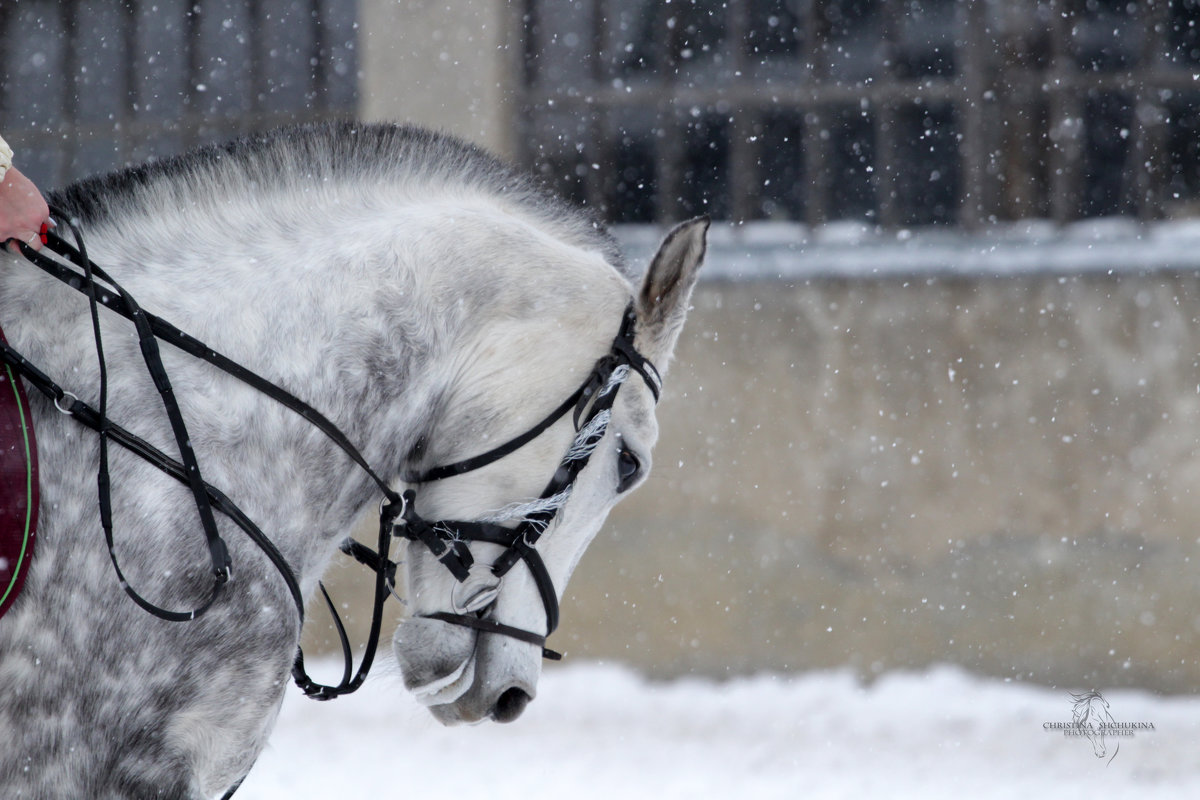 Муза - Кристина Щукина