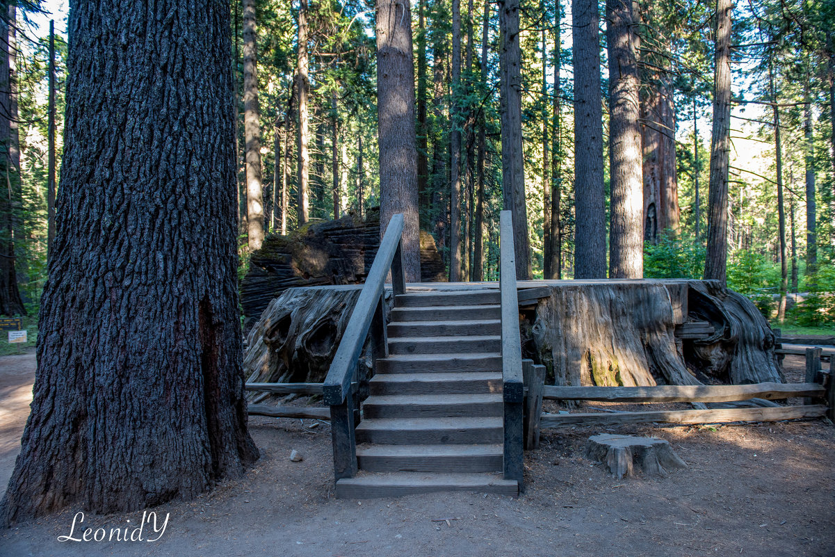 The Big Trees Park, California - Leonid 