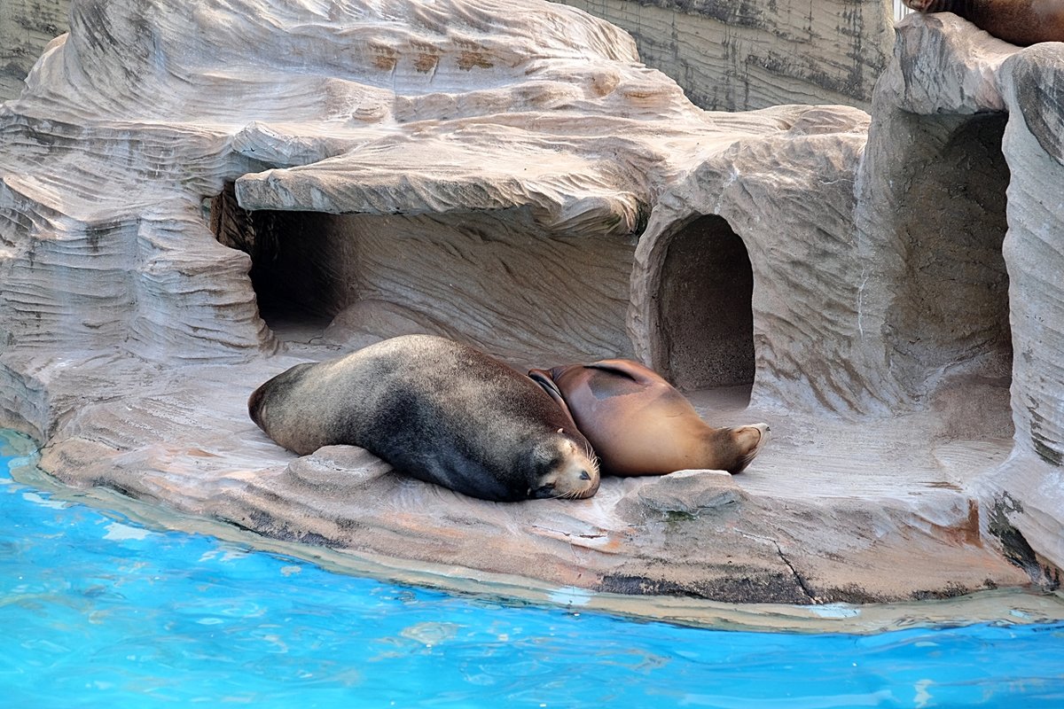 Зоопарк Нагоя Higashiyama Zoo - wea *