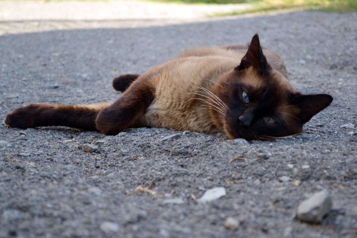 Cat - Віта Орнатовська