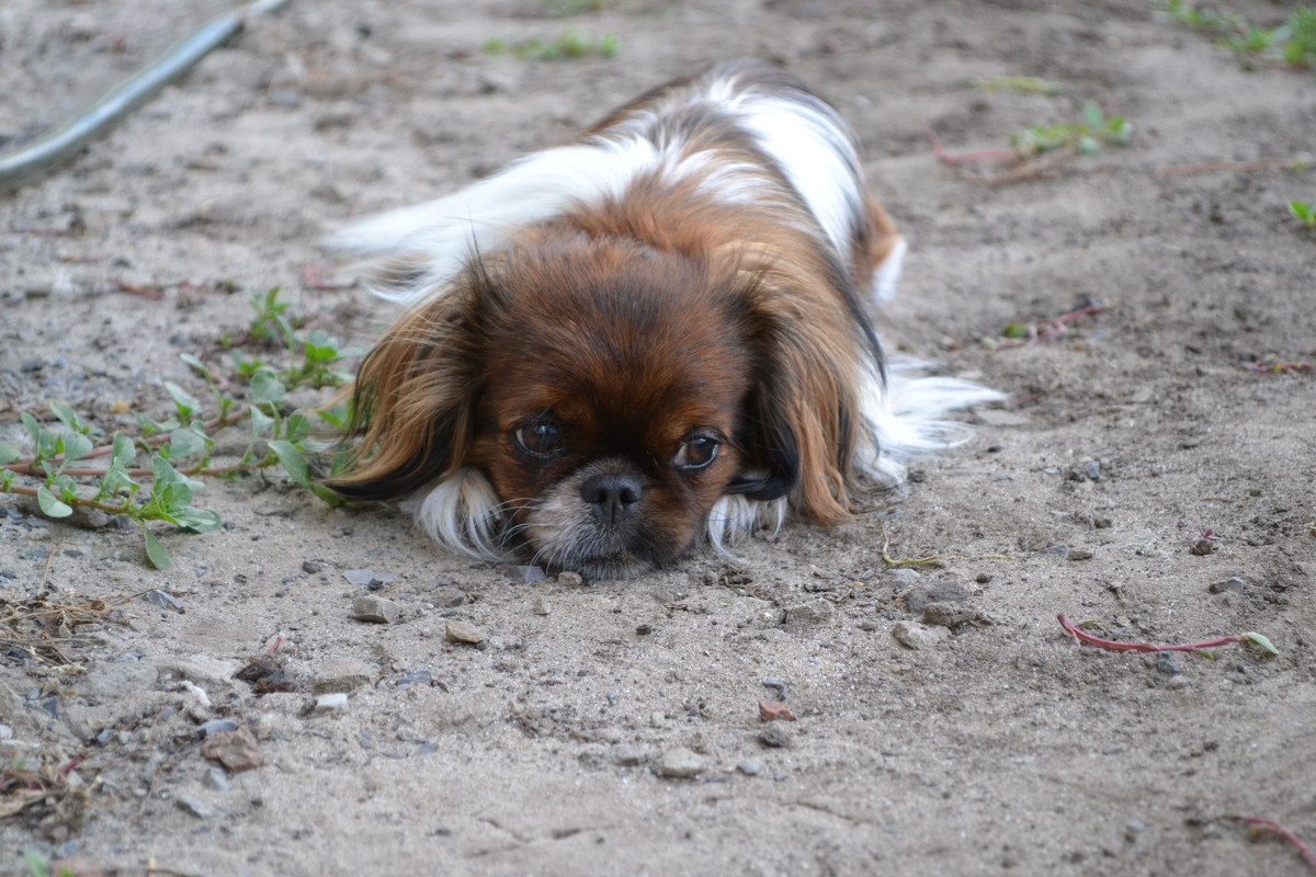 Милая - Виктория Наход Милая - Виктория Наход