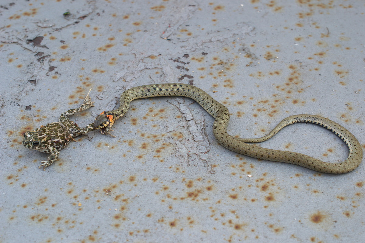 А У НАС НА УЖИН- ЛЯГУШИНЫЕ ЛАПКИ!!!!!!! - АНДРЕЙ федорцов А У НАС НА УЖИН- ЛЯГУШИНЫЕ ЛАПКИ!!!!!!! - АНДРЕЙ федорцов