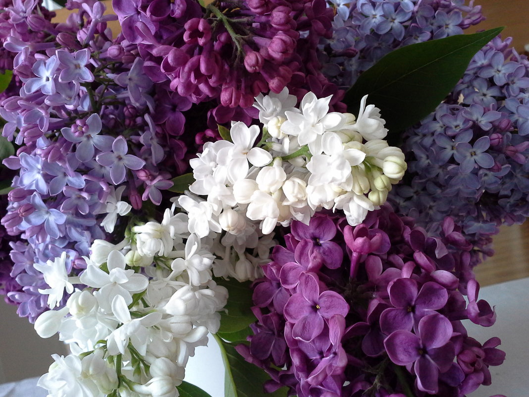 Сирень... - Tatjana 