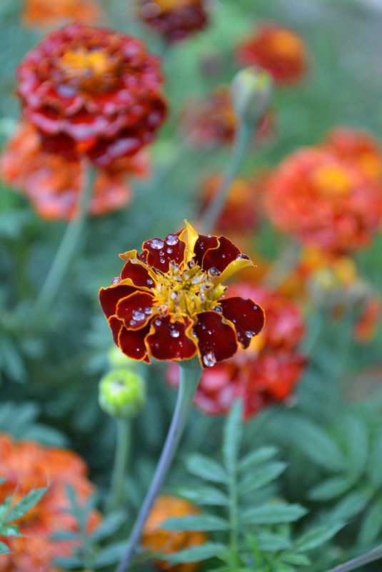 Бархатцы - Евгения Петрунина