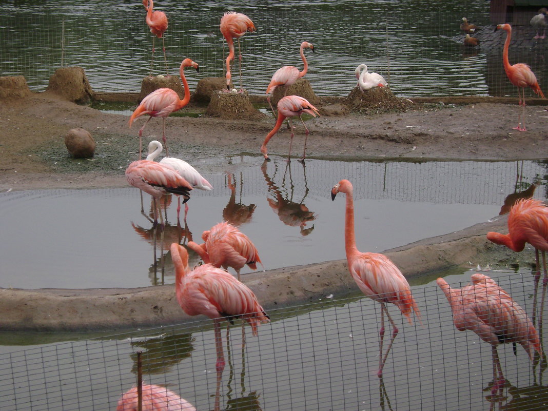 Фламинго - Марина Домосилецкая Фламинго - Марина Домосилецкая