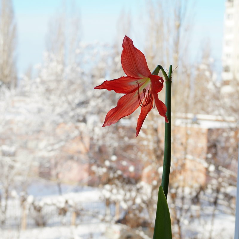 Зимнее цветение - София 