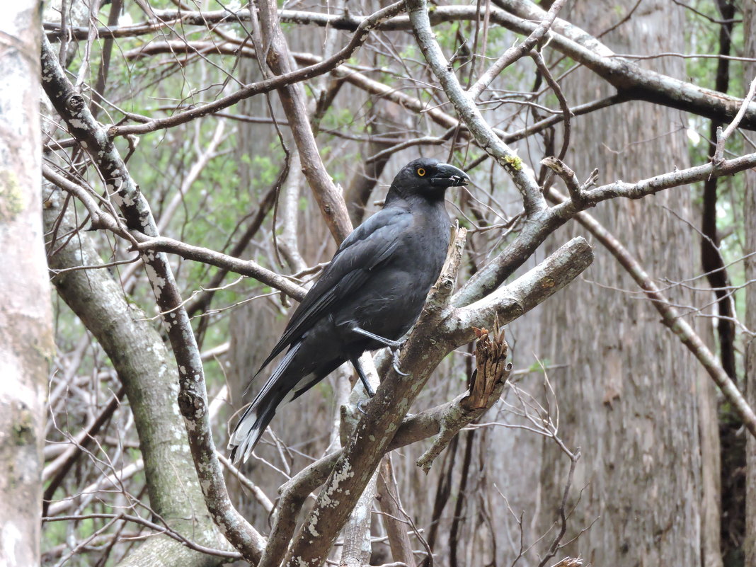 Black Currawong - чудинова ольга 