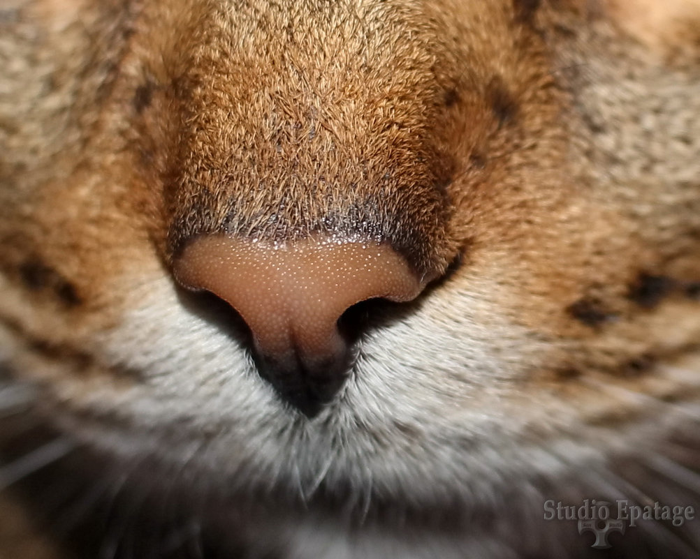 the cat&#39;s nose - Sergey Ganja