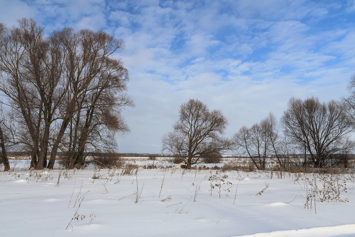Деревья в феврале - Сергей Михайлович Деревья в феврале - Сергей Михайлович