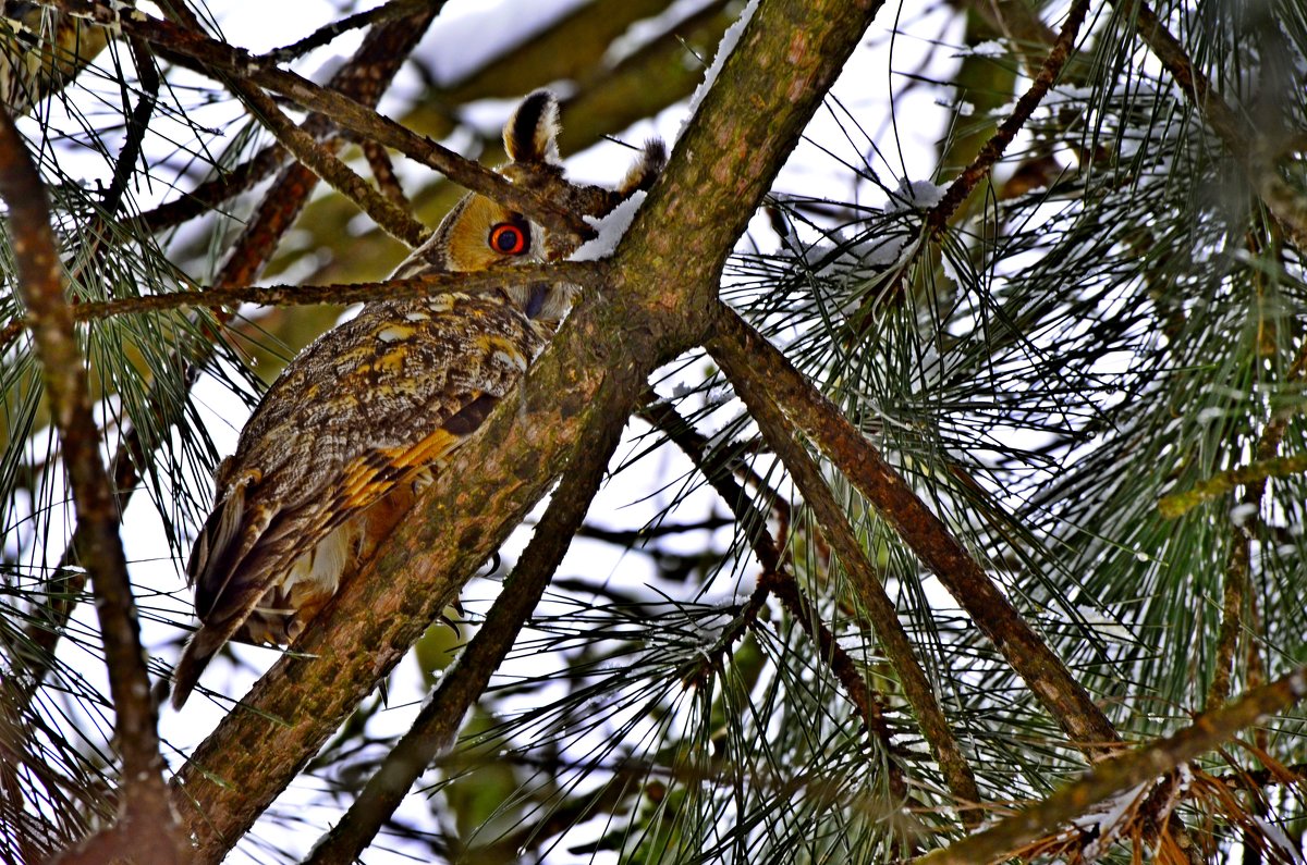 Ушастая сова. - Береславская Елена 