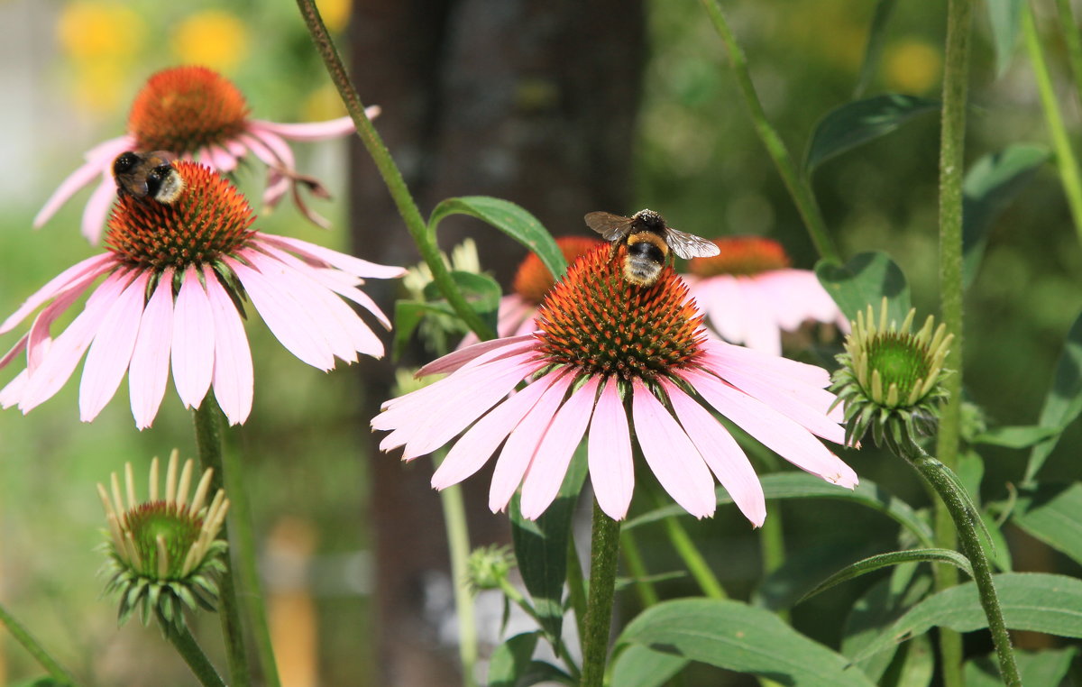 **** - Игорь Смолин **** - Игорь Смолин
