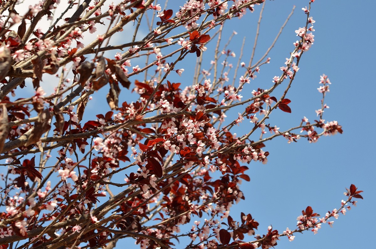 10.04.13 Слива Писсарди, или краснолистная алыча -  Prunus pissardii - Борис Ржевский