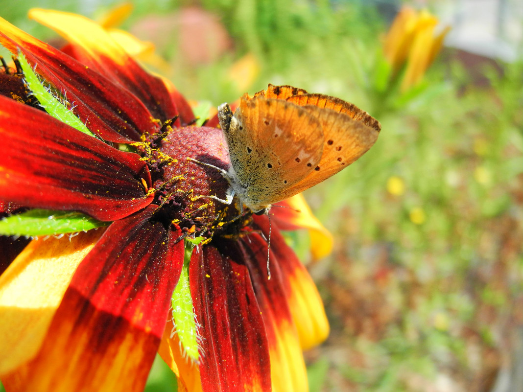 *** - Дмитрий Янтарев *** - Дмитрий Янтарев