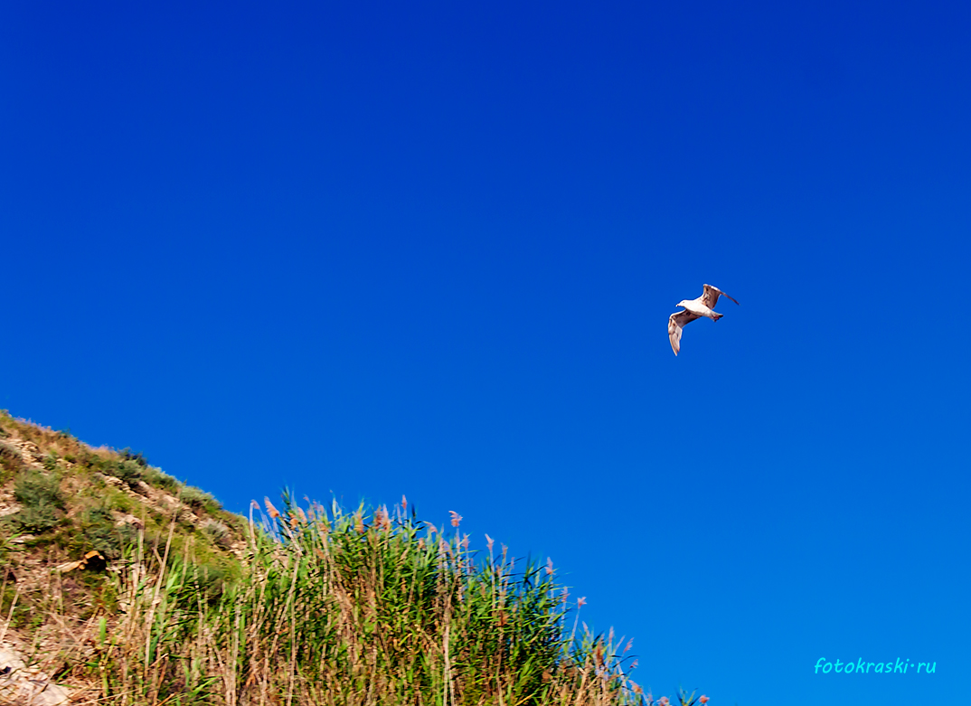 *** - Елена Васильева