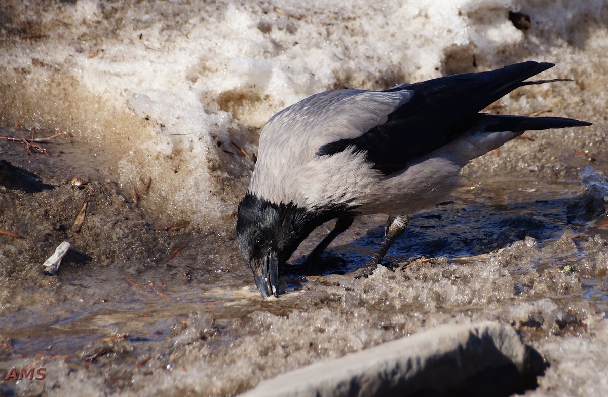 Каркуня... - kolyeretka 