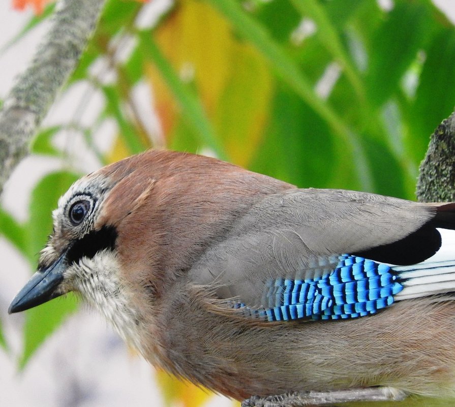 Любопытно - Александр Михайлов Любопытно - Александр Михайлов