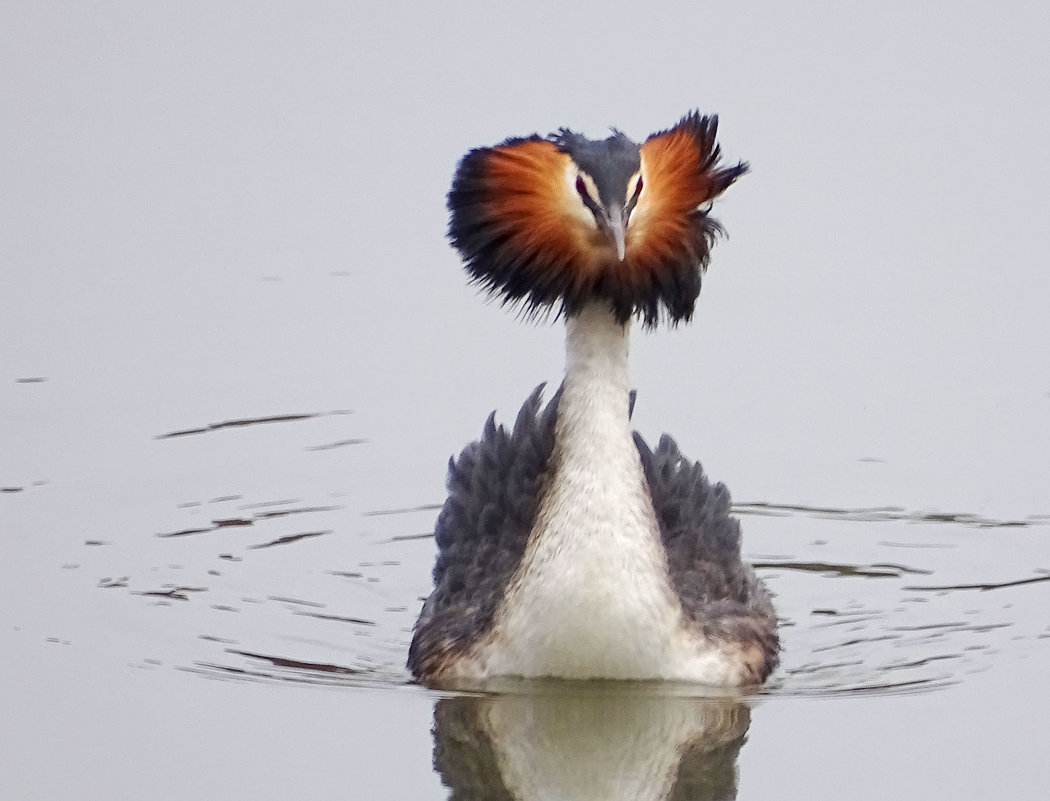 Чудо в перьях! - Константин Ординарцев Чудо в перьях! - Константин Ординарцев