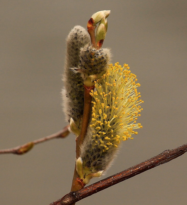 Апрельские моменты - Татьяна Ломтева