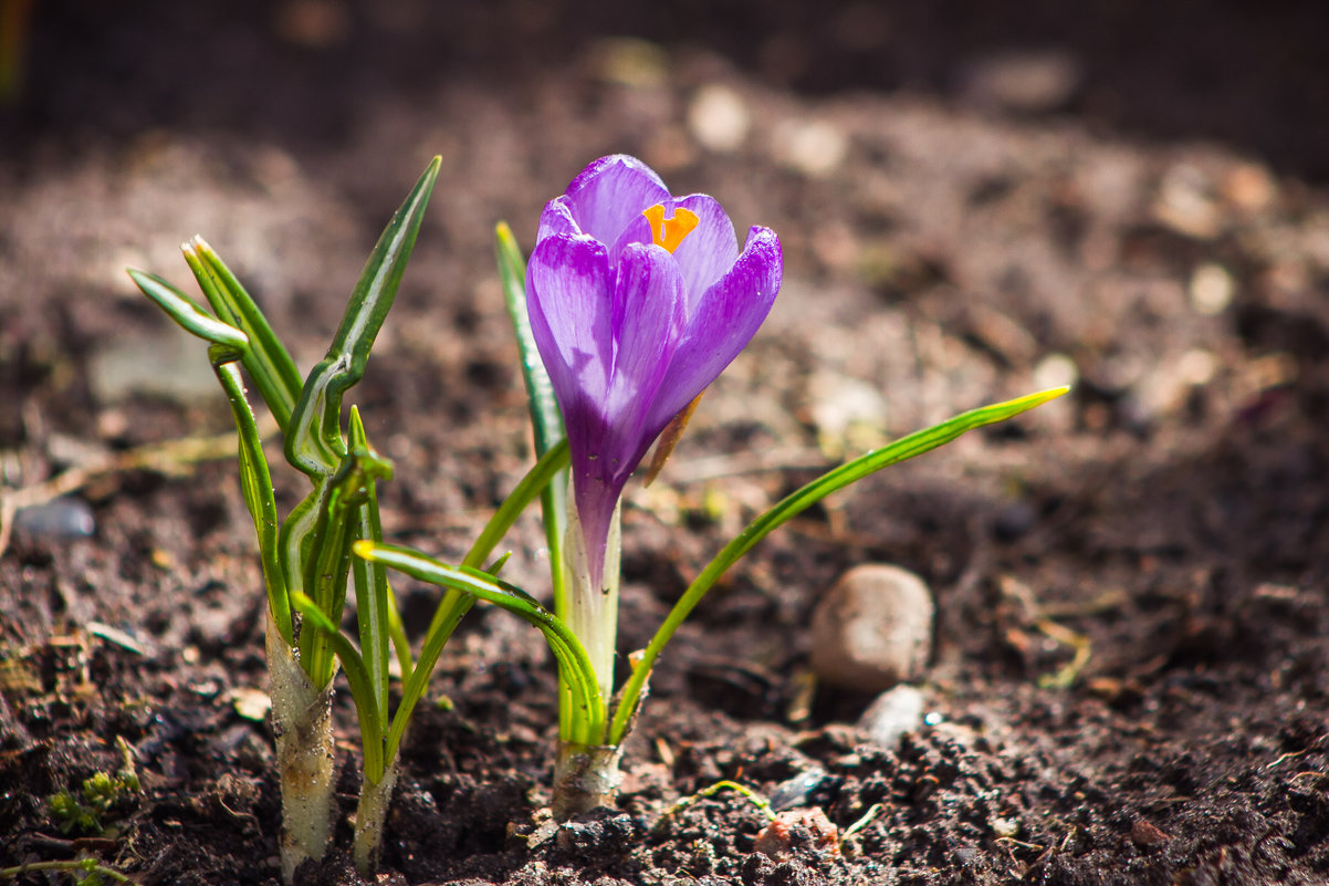 Крокусы... - Екатерина Краева